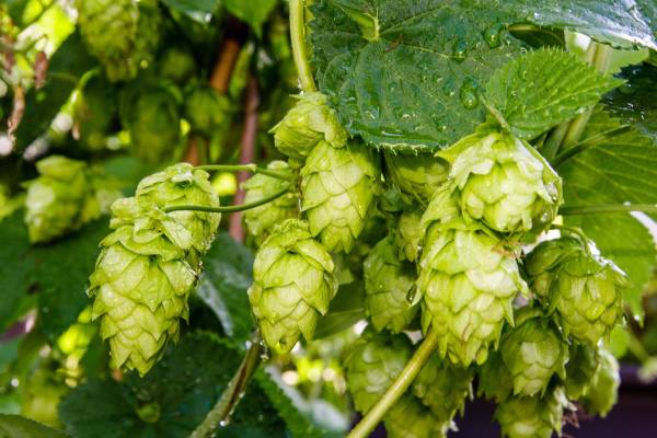 Lúpulo - Foto item 16